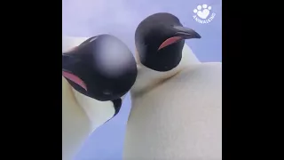 Penguins take an accidental selfie