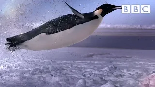 How does a penguin launch itself from the sea? - The Wonder of Animals | BBC