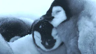 Baby Penguin’s First Steps | 4K UHD | Dynasties | BBC Earth